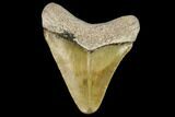 Fossil Megalodon Tooth - Florida #122568-1